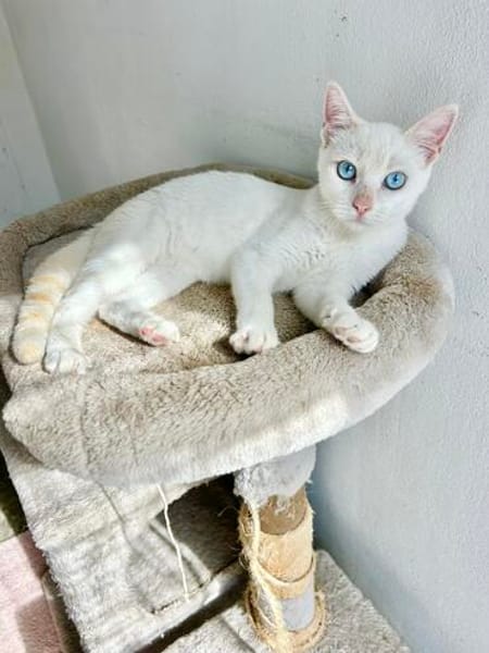 Menschenbezogener, junger Kater Blanco