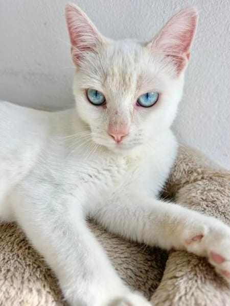 Menschenbezogener, junger Kater Blanco