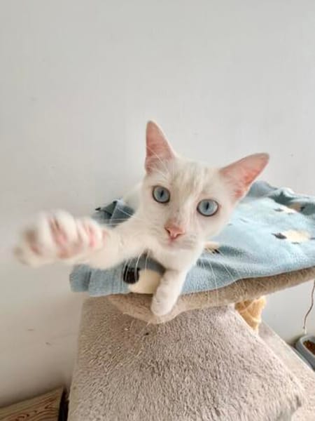 Menschenbezogener, junger Kater Blanco