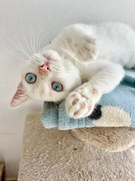 Menschenbezogener, junger Kater Blanco