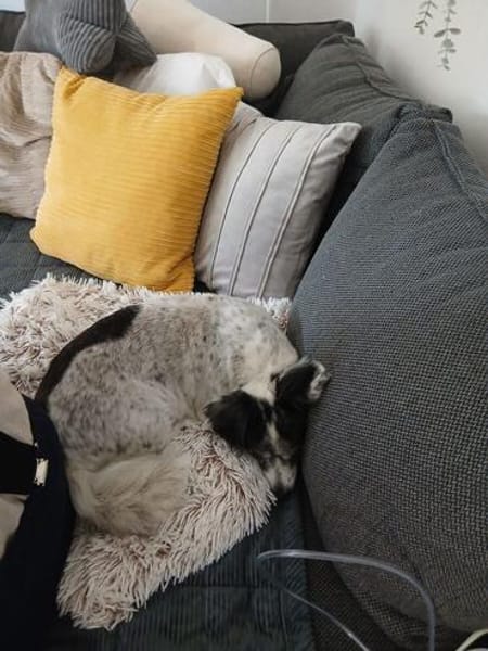 Paula früher Zensi sucht ein neues Zuhause!