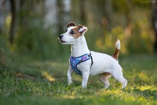 CASSIE brave und lustige Jack Rassel Terrier Hündin)