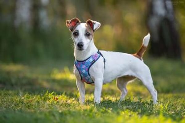 CASSIE brave und lustige Jack Rassel Terrier Hündin)