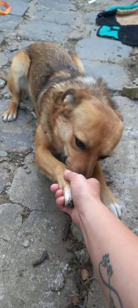 Benji darf nie wieder enttäuscht werden