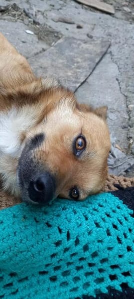 Benji darf nie wieder enttäuscht werden