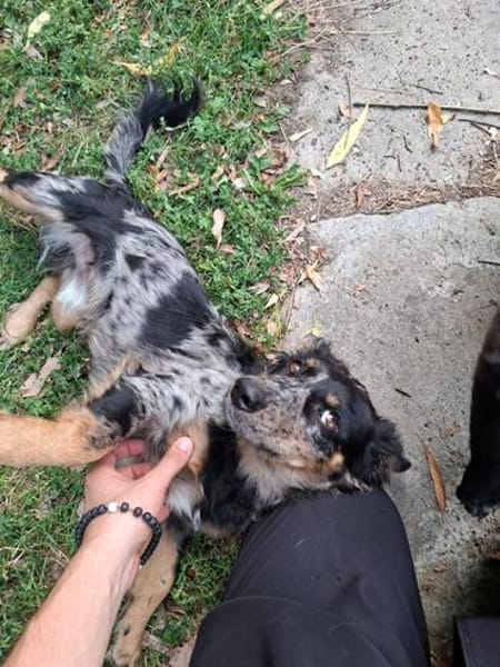 Pancho, kleines Steh-auf-Fellnäschen