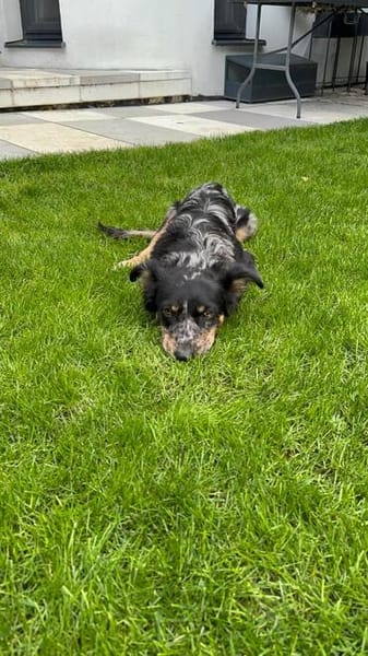 Pancho, kleines Steh-auf-Fellnäschen