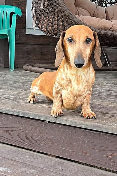 MARTIN sucht neue Familie!