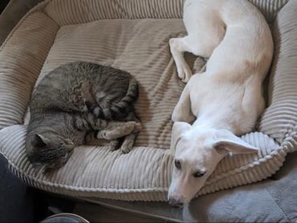 Lumos - junger Herzenshund such sein Für-Immer-Zuhause