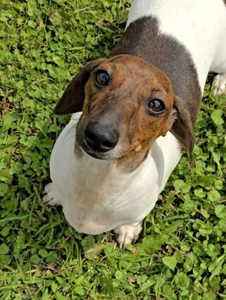 KELLY sucht eine neue Familie!
