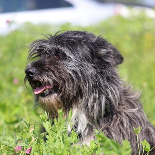 🐶Kleine Herzenshündin Harley🐶