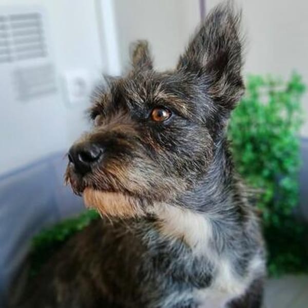 🐶Kleine Herzenshündin Harley🐶