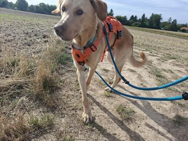 Spike 💙💙💙 verschmust und menschenbezogen