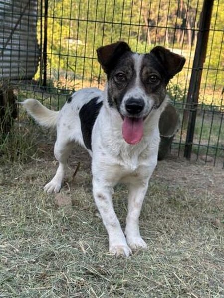 Nyra, geb. ca. 05/2024, 53947 Nettersheim