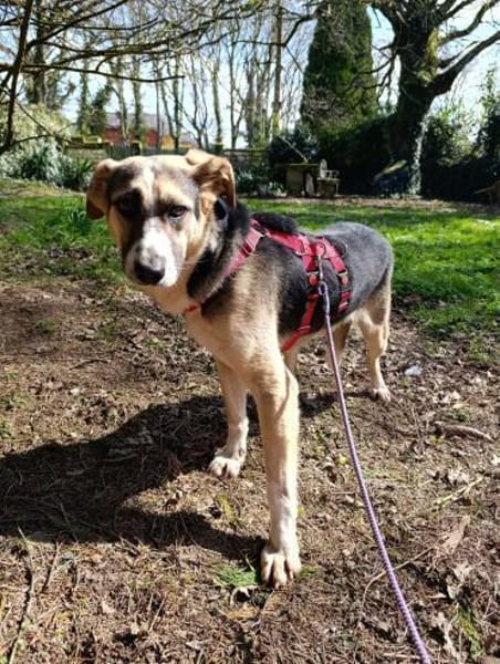 Valentin sucht erfahrene Menschen + Hundekumpel