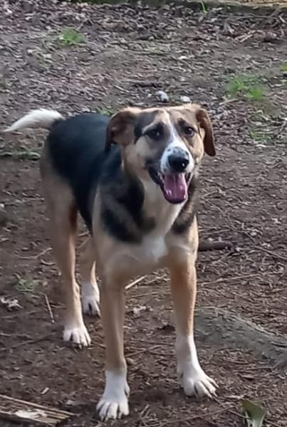Valentin sucht erfahrene Menschen + Hundekumpel