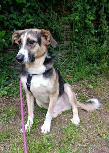 Valentin sucht erfahrene Menschen + Hundekumpel