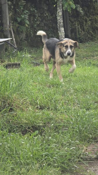 Valentin sucht erfahrene Menschen + Hundekumpel