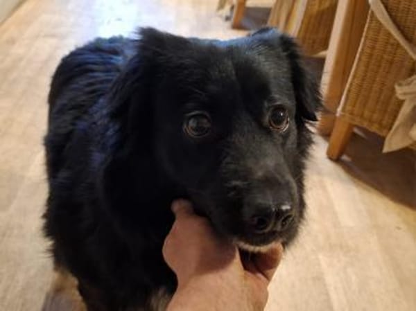 Ängstlicher Yuma: sanfter Rüde