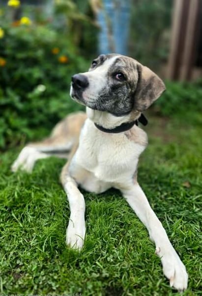 Juli Herdenschutzhund Mischling sucht liebevolles Zuhause!