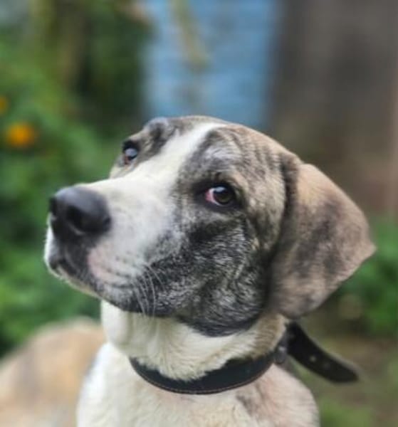 Juli Herdenschutzhund Mischling sucht liebevolles Zuhause!
