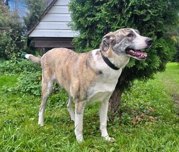 Juli Herdenschutzhund Mischling sucht liebevolles Zuhause!