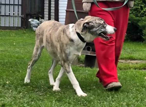Juli Herdenschutzhund Mischling sucht liebevolles Zuhause!
