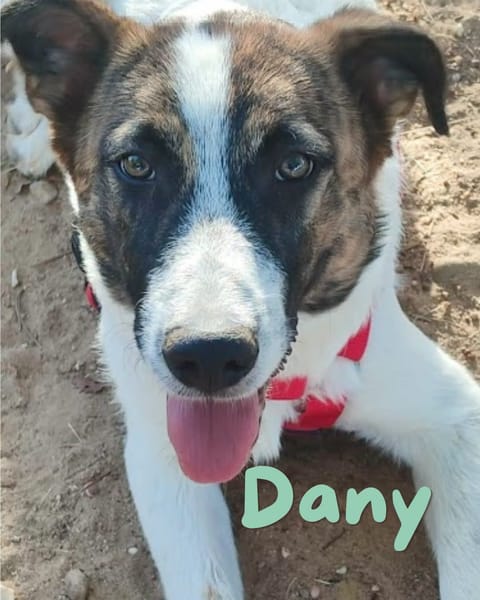 DANY