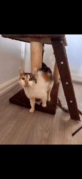 Rosace