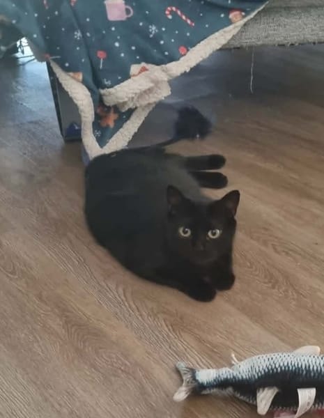 Tala