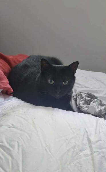 Tala