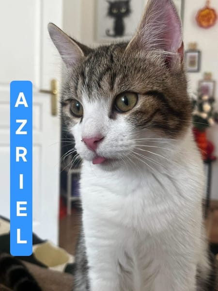 AZRIEL ET CALIBAN À ADOPTER ENSEMBLE