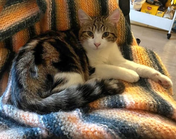 AZRIEL ET CALIBAN À ADOPTER ENSEMBLE
