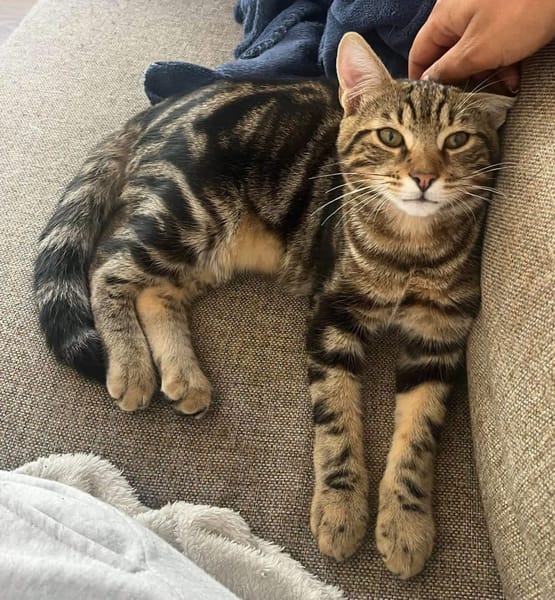 AZRIEL ET CALIBAN À ADOPTER ENSEMBLE