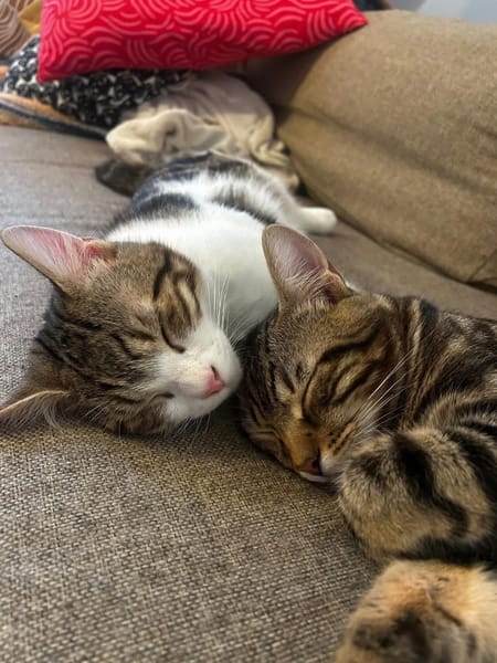 AZRIEL ET CALIBAN À ADOPTER ENSEMBLE