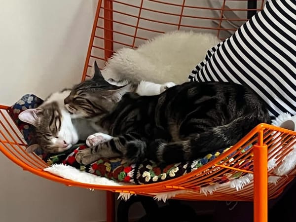 AZRIEL ET CALIBAN À ADOPTER ENSEMBLE