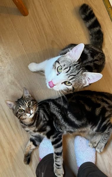 AZRIEL ET CALIBAN À ADOPTER ENSEMBLE