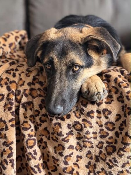 Bruno  ein wunderschöner Deutscher Schäferhund-Mix sucht se