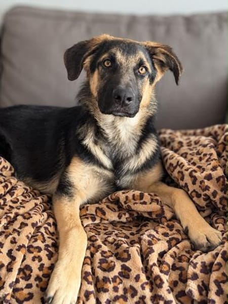 Bruno  ein wunderschöner Deutscher Schäferhund-Mix sucht se