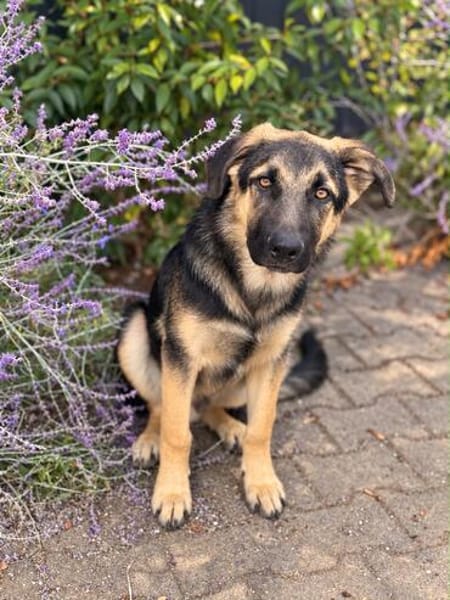 Bruno  ein wunderschöner Deutscher Schäferhund-Mix sucht se