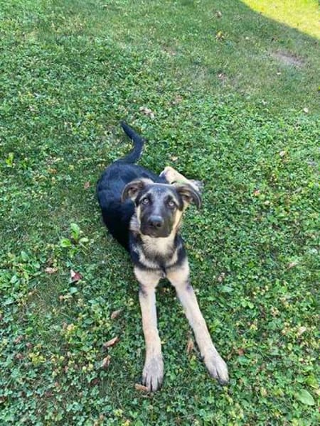 Bruno  ein wunderschöner Deutscher Schäferhund-Mix sucht se