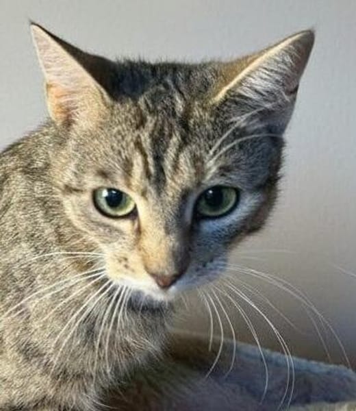 Lilly - eine kleine Löwenmama sucht ihr Zuhause
