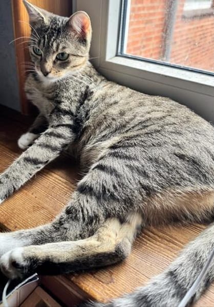 Lilly - eine kleine Löwenmama sucht ihr Zuhause