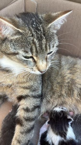 Lilly - eine kleine Löwenmama sucht ihr Zuhause