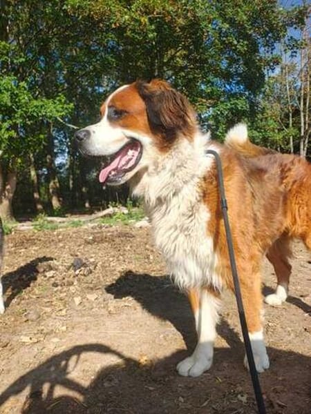 MERLIN * Charakterhund für Charaktermensch