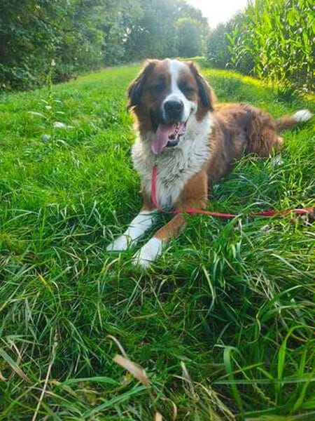 MERLIN * Charakterhund für Charaktermensch
