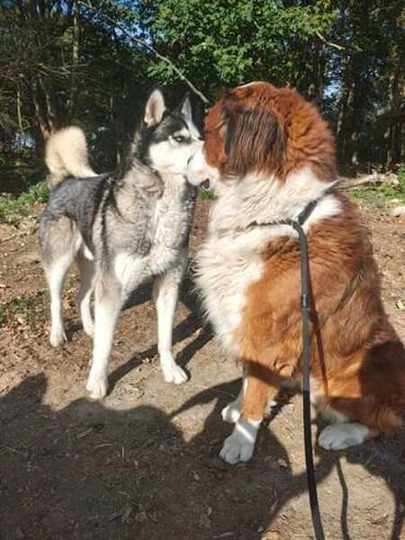 MERLIN * Charakterhund für Charaktermensch