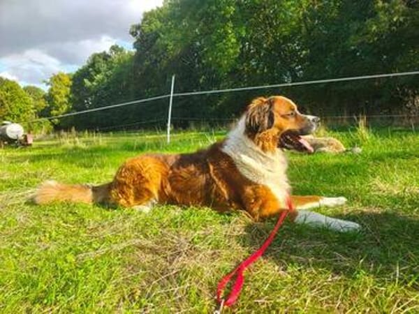 MERLIN * Charakterhund für Charaktermensch