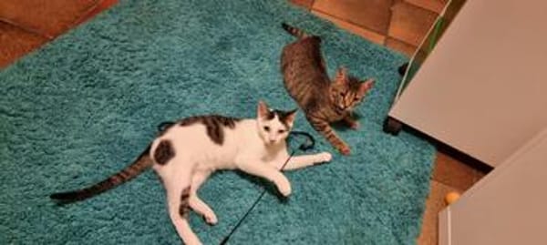 Loki und Cosmo