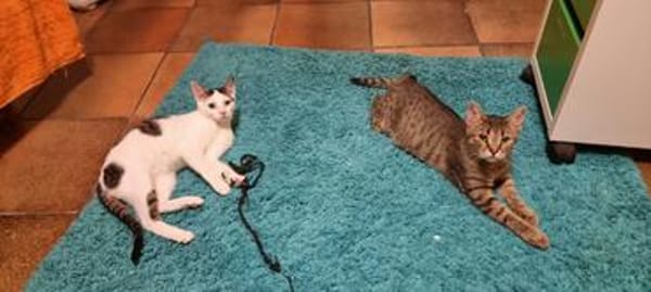 Loki und Cosmo